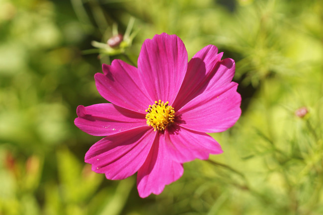 Обои картинки фото цветы, космея, розовая, макро