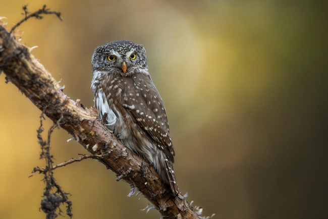 Обои картинки фото животные, совы, сова