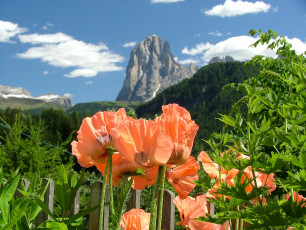 Картинка природа