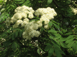 обоя цветы, цветущие, деревья, кустарники