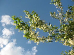 Картинка цветы цветущие деревья кустарники