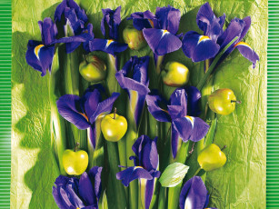 обоя цветы, ирисы