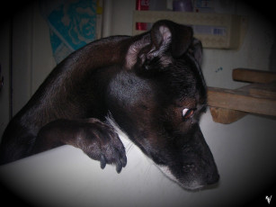 Картинка животные собаки