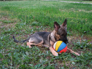 Картинка животные собаки