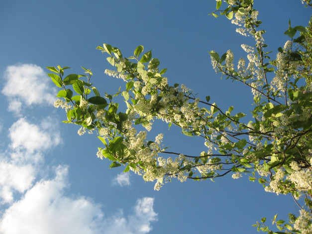 Обои картинки фото цветы, цветущие, деревья, кустарники