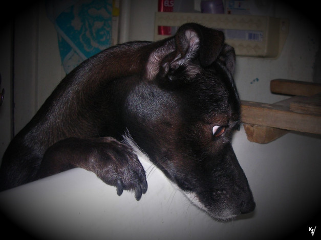 Обои картинки фото животные, собаки