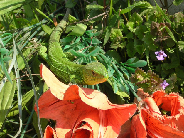 Обои картинки фото животные, Ящерицы, игуаны, вараны