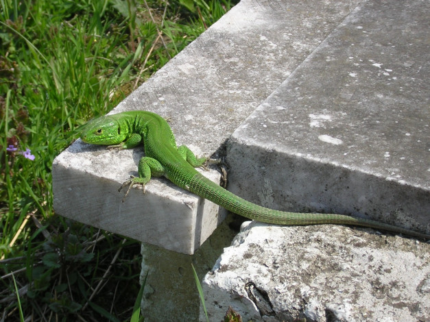 Обои картинки фото животные, Ящерицы, игуаны, вараны