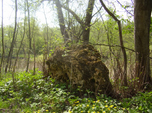 Картинка природа лес