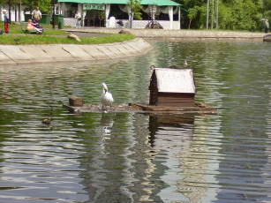 Картинка природа парк