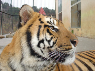 Картинка животные тигры