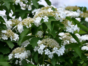 обоя цветы, цветущие, деревья, кустарники