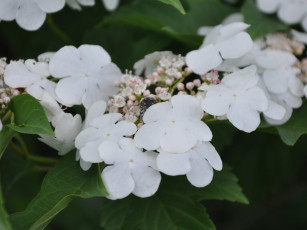 обоя цветы, цветущие, деревья, кустарники