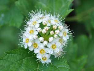 обоя цветы, цветущие, деревья, кустарники