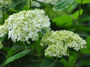 обоя цветы, гортензия