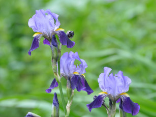 Картинка цветы ирисы