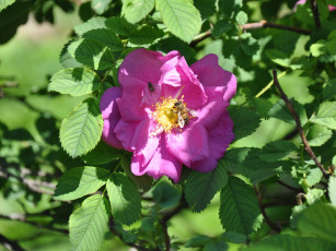 Картинка цветы шиповник