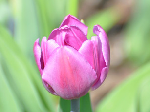 Картинка цветы тюльпаны