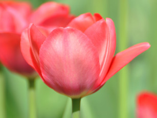 Картинка цветы тюльпаны