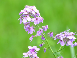 обоя матиола, цветы, левкой