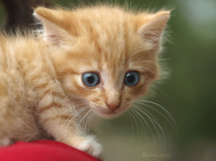 Картинка животные коты