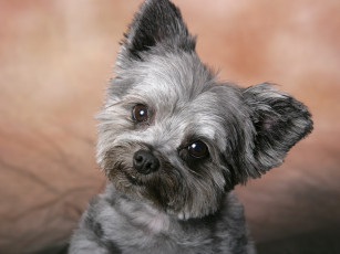 Картинка животные собаки