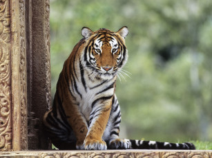 Картинка животные тигры