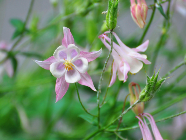 Обои картинки фото цветы, аквилегия, водосбор