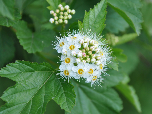 Обои картинки фото цветы, цветущие, деревья, кустарники