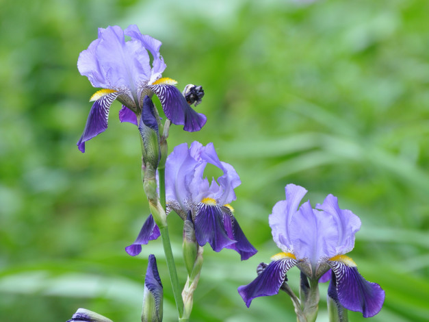 Обои картинки фото цветы, ирисы