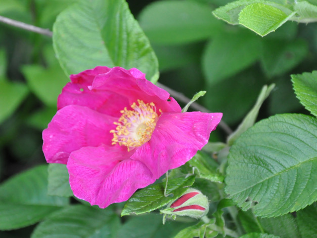 Обои картинки фото цветы, шиповник