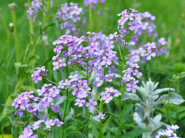 Обои картинки фото матиола, цветы, левкой