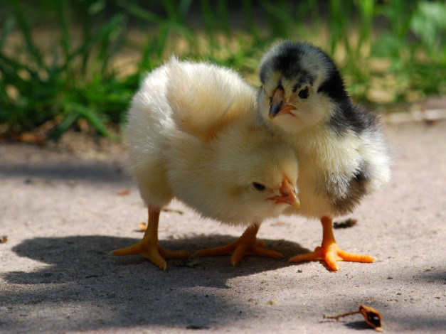 Обои картинки фото животные, куры, петухи