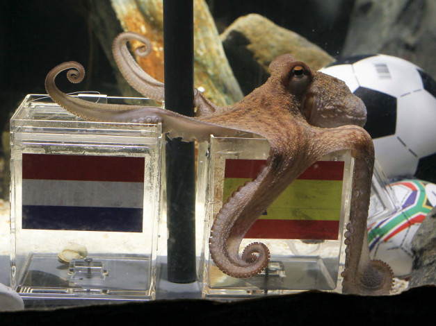 Обои картинки фото животные, морская, фауна