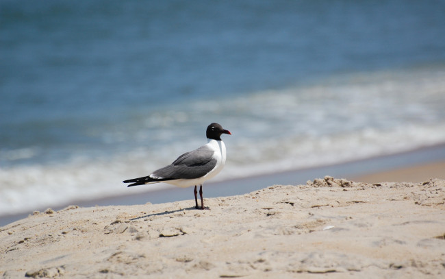 Обои картинки фото животные, Чайки, бакланы, крачки