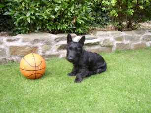 Картинка животные собаки скотч-терьер