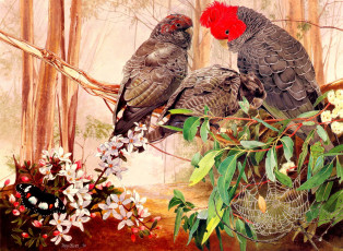 Картинка рисованные животные попугаи паутина бабочка