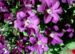 Картинка цветы клематис ломонос лиловый много