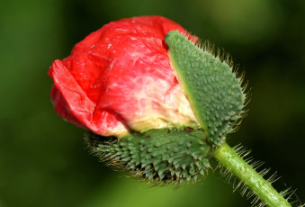 Картинка цветы маки бутон красный