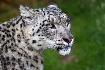 Картинка животные снежный барс ирбис белый взгляд