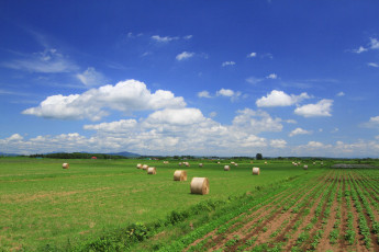 Картинка природа поля сено поле