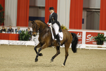 Картинка спорт конный лошадь