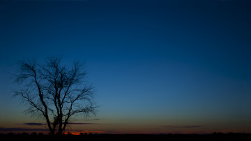 Картинка природа деревья дерево вечер