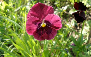 Картинка цветы анютины глазки садовые фиалки сиреневый крупно