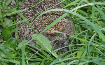 Картинка животные ежи зеленая трава колючий