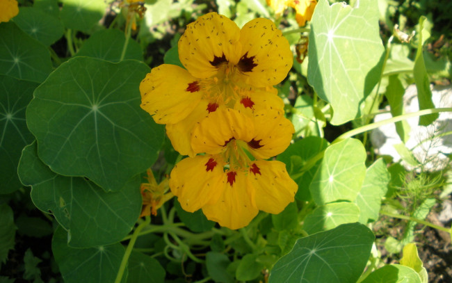 Обои картинки фото цветы, настурции, солнечные, блики, желтый, зеленый, мошкара, настурция