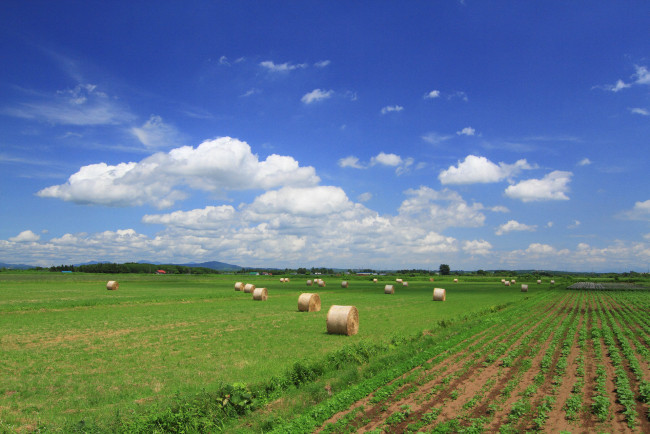 Обои картинки фото природа, поля, сено, поле