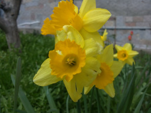 Картинка цветы нарциссы