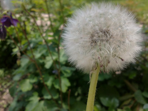 Картинка цветы одуванчики одуванчик