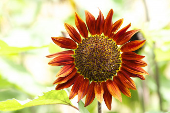 Картинка цветы подсолнухи подсолнух